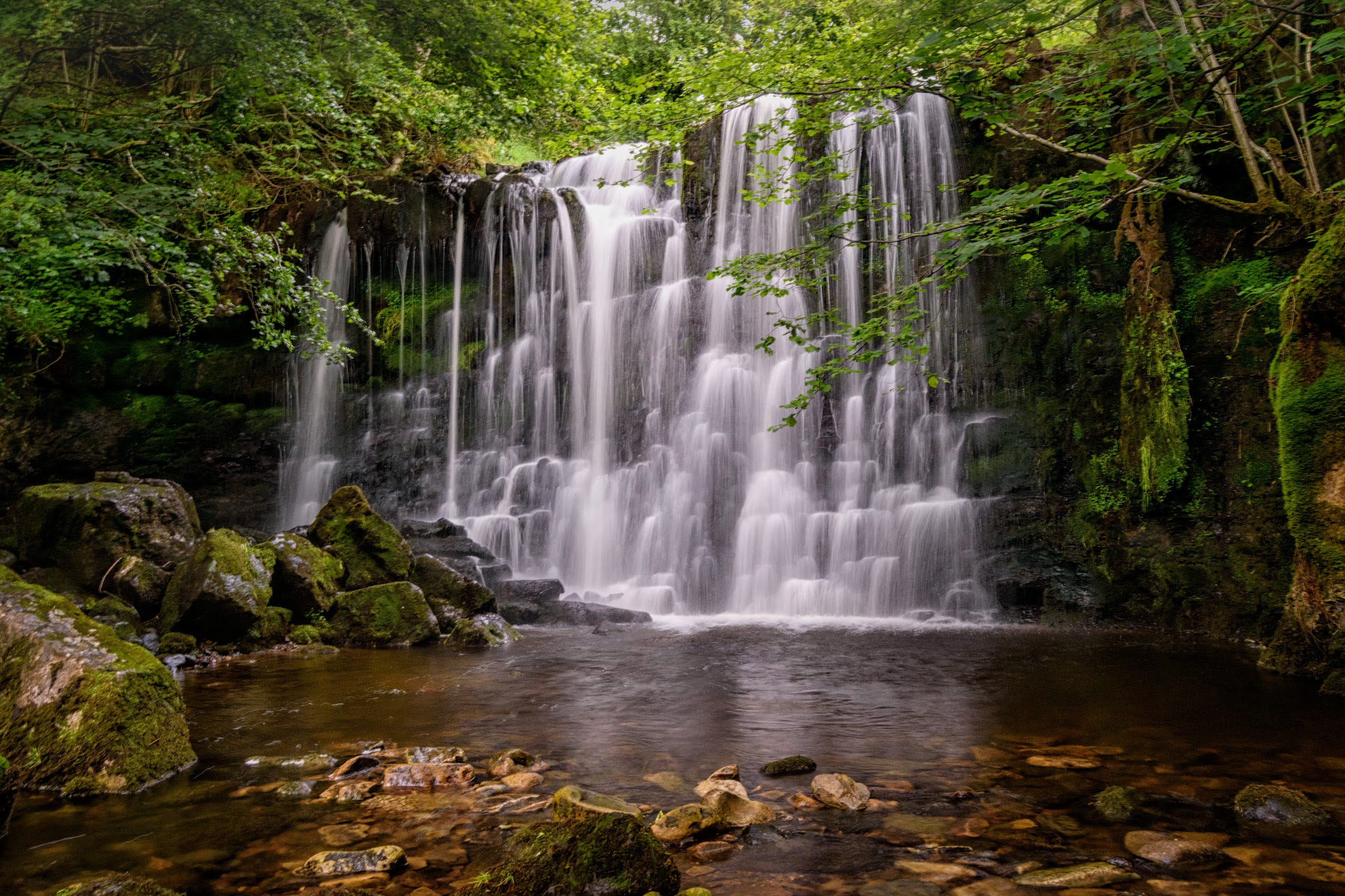 Scale Haw Force